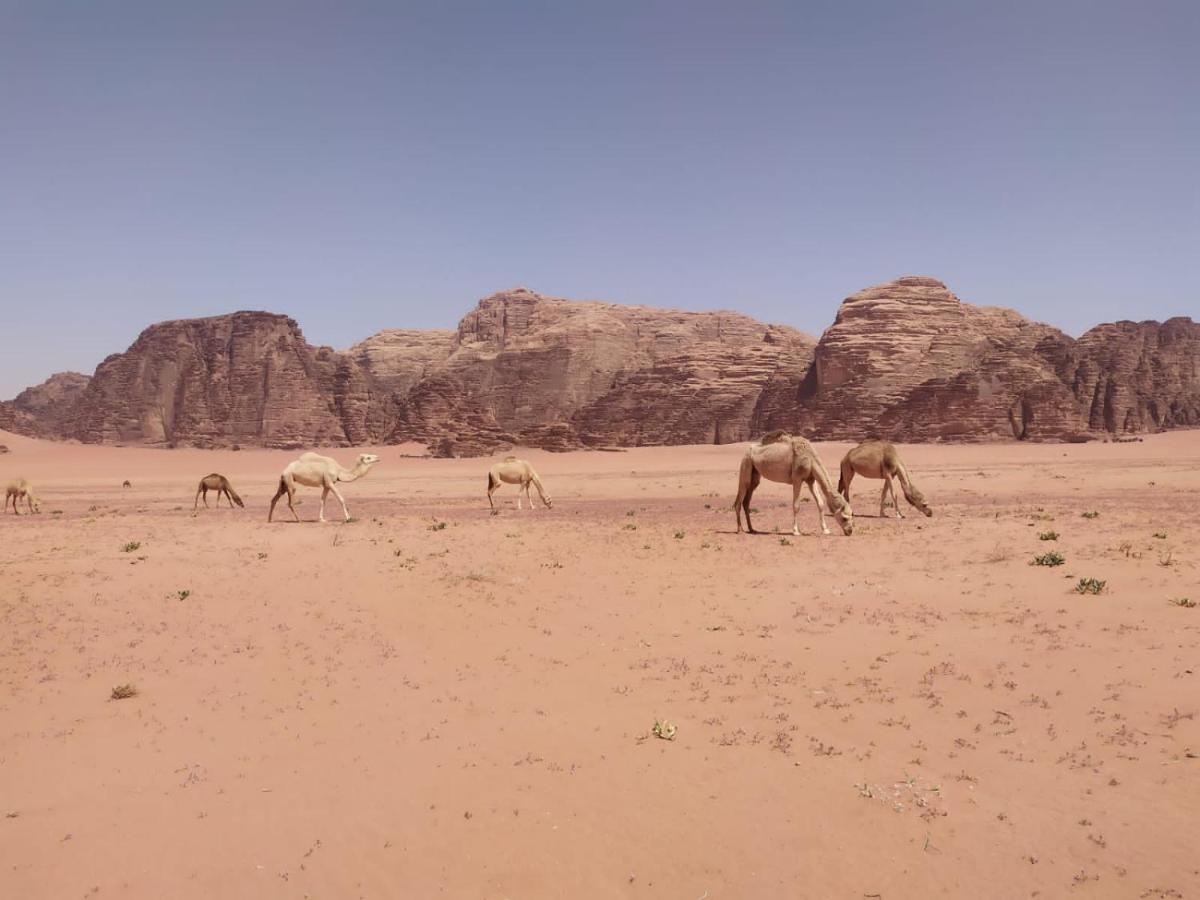 Omar Ghazi Camp Hotel Wadi Rum Eksteriør billede