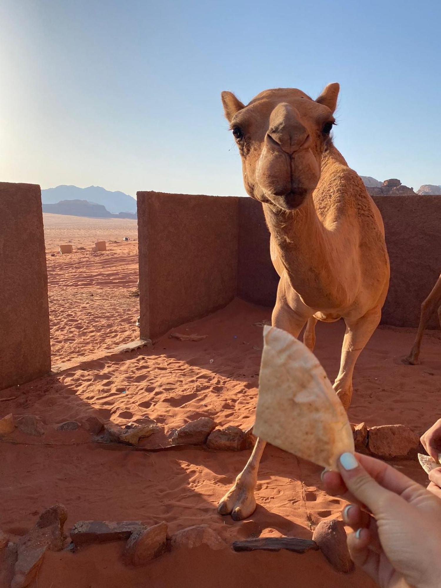 Omar Ghazi Camp Hotel Wadi Rum Eksteriør billede