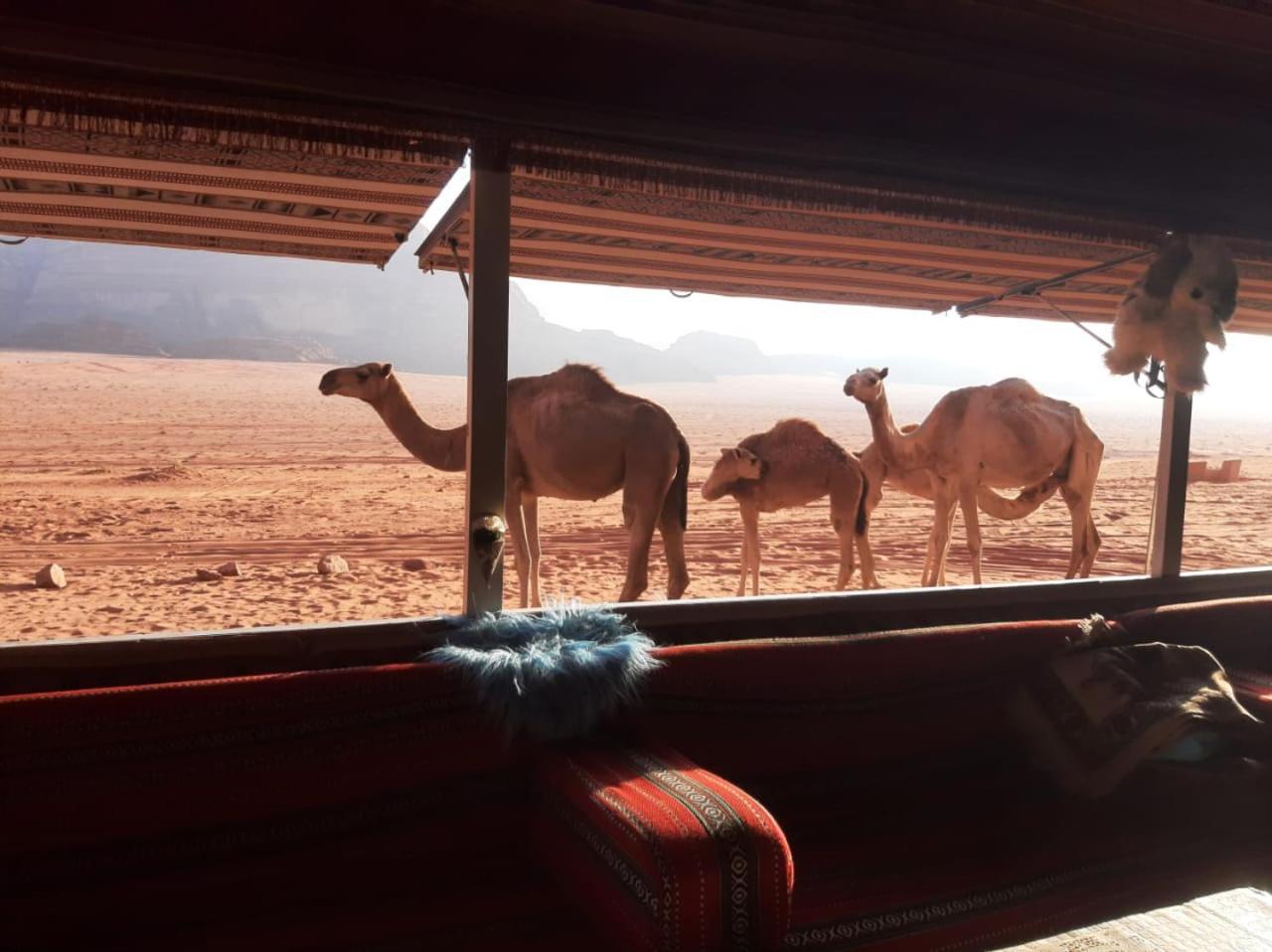 Omar Ghazi Camp Hotel Wadi Rum Eksteriør billede