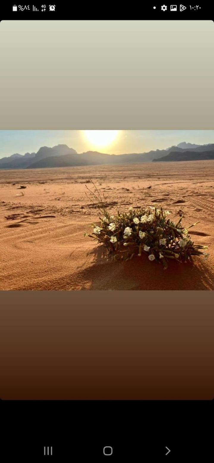 Omar Ghazi Camp Hotel Wadi Rum Eksteriør billede