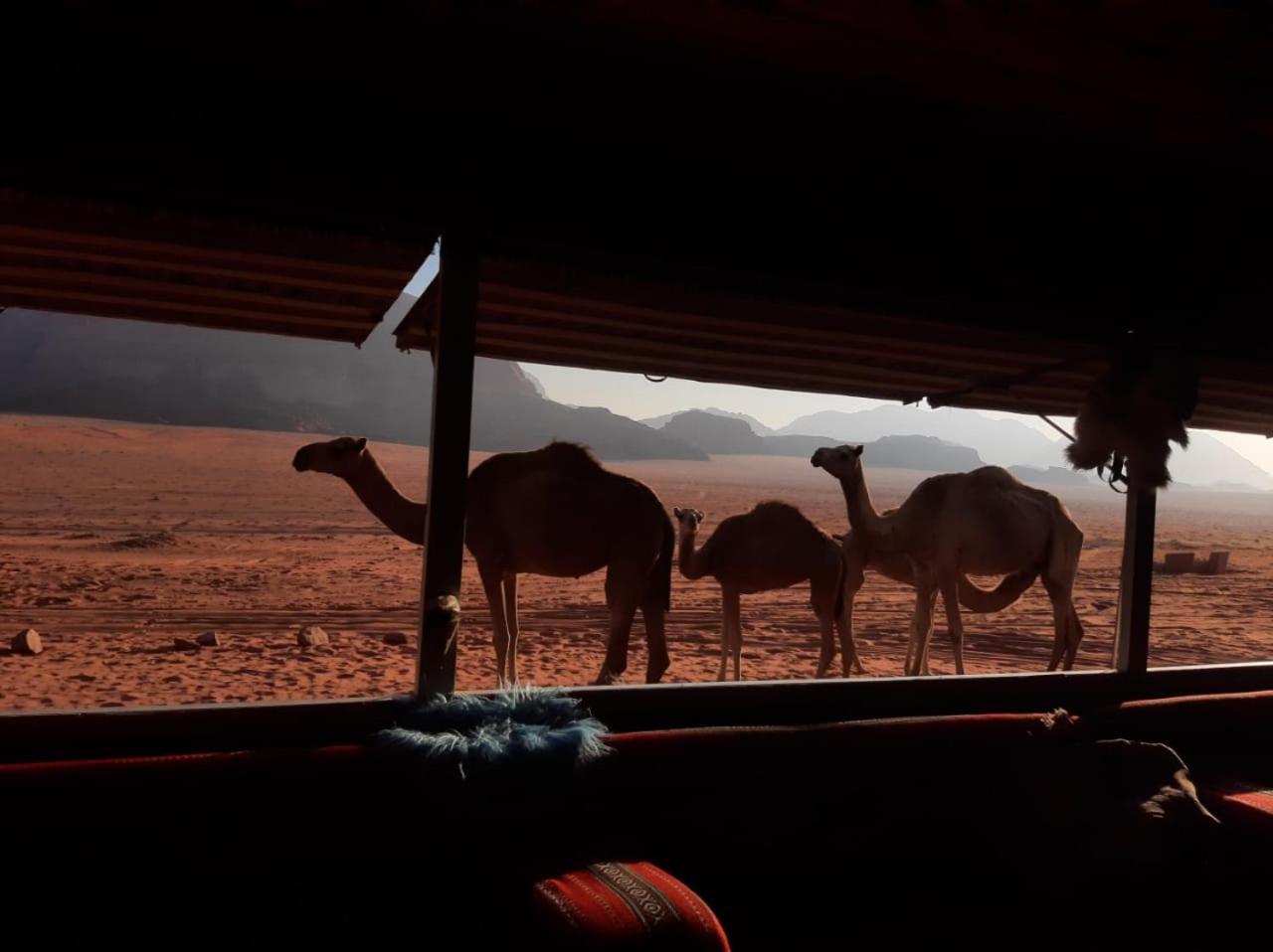 Omar Ghazi Camp Hotel Wadi Rum Eksteriør billede